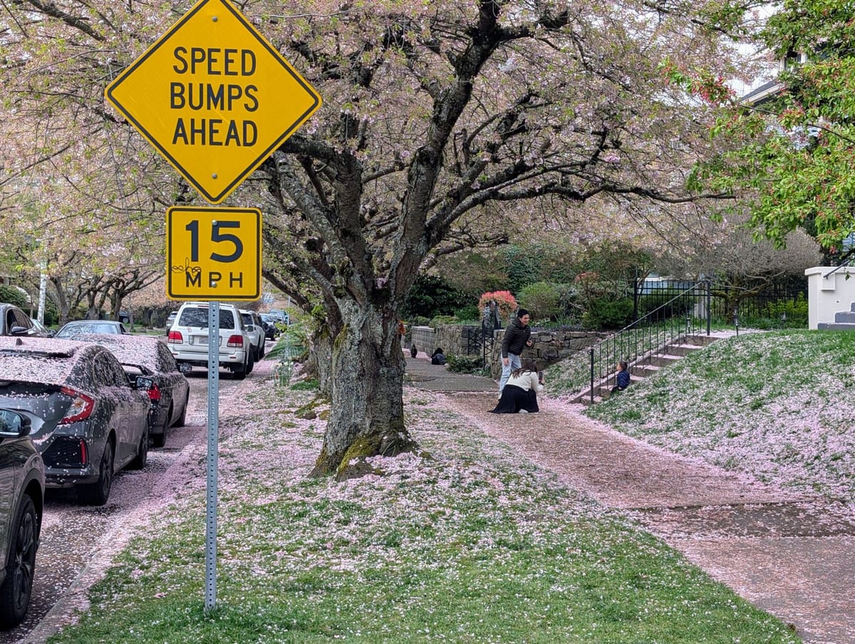 The Urbanist's Guide to Beating the Seattle Cherry Blossom Crowds