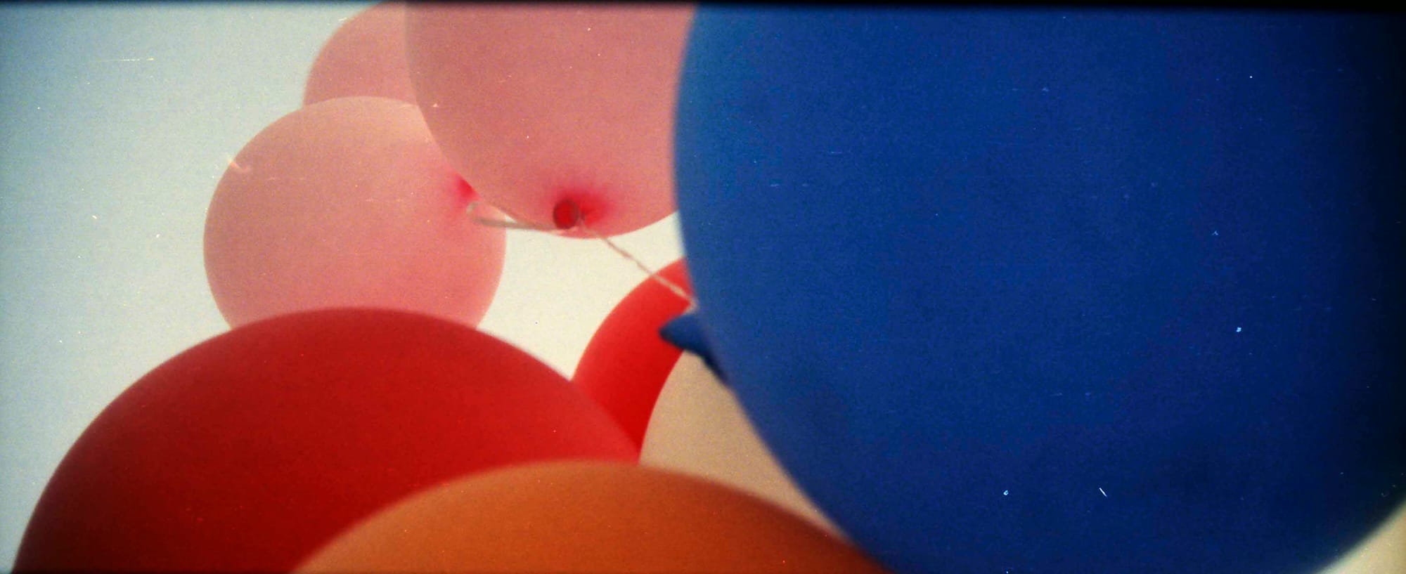 SHADOW IS ALIVE! (Celebrate!)