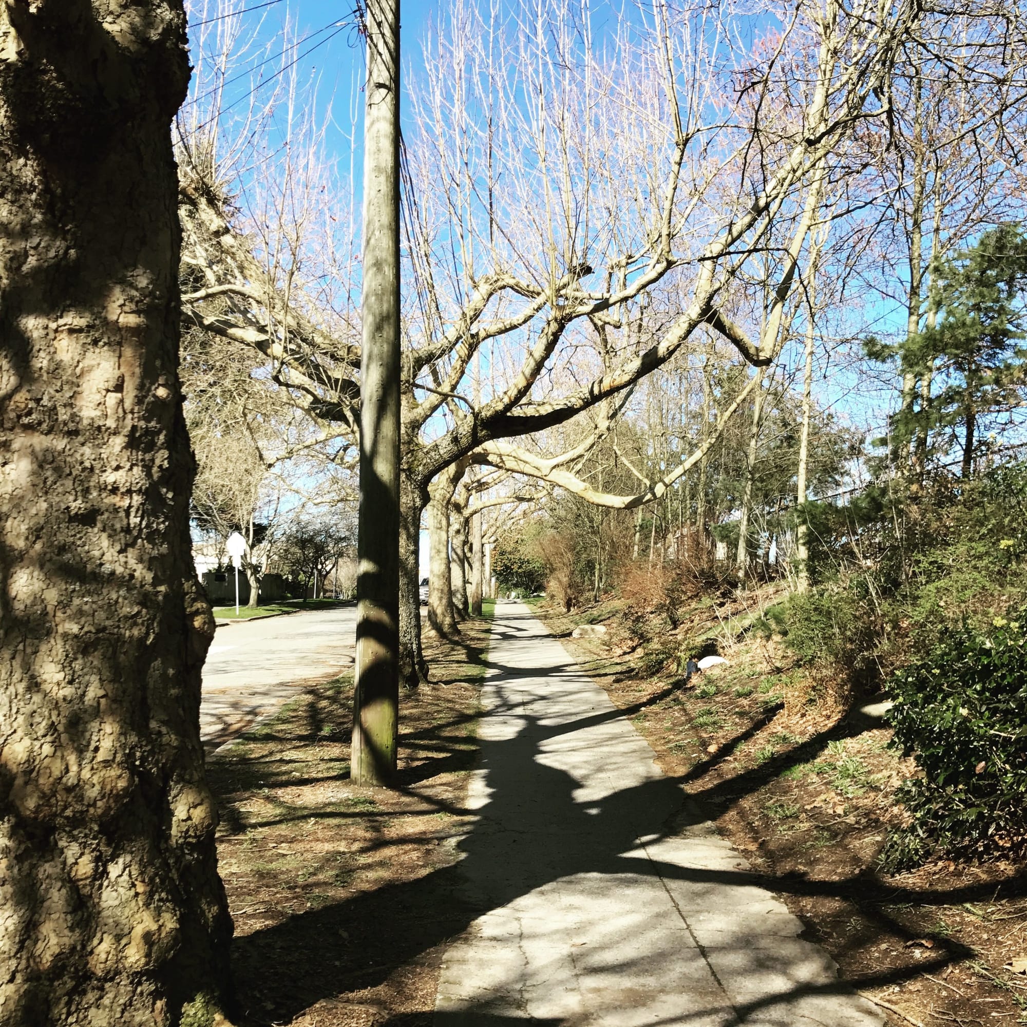 Map Of The Week: 2017 Sidewalk Projects In Seattle