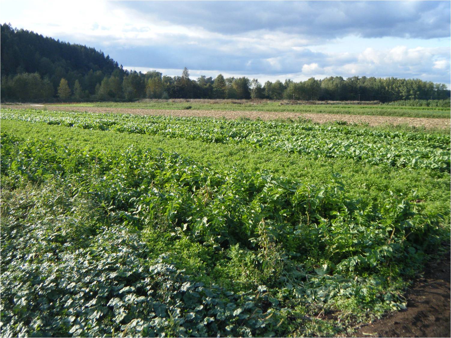 Can the Seattle Comprehensive Plan Slow Urban Sprawl and Prevent Farmland Loss?