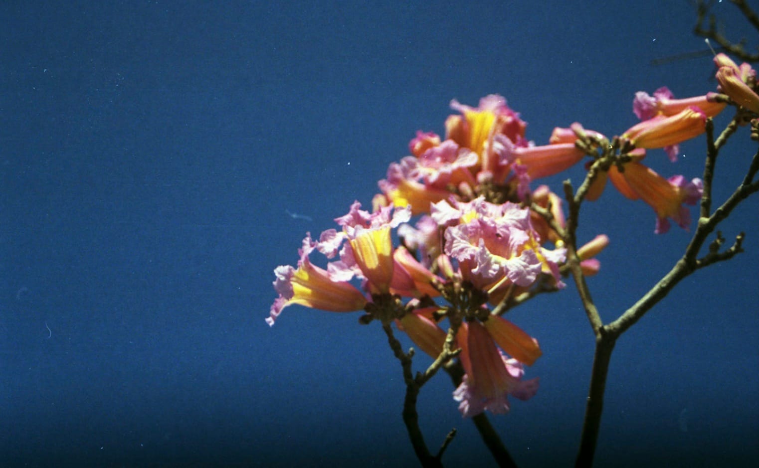 I’ll Still Do It Again, the Same Way