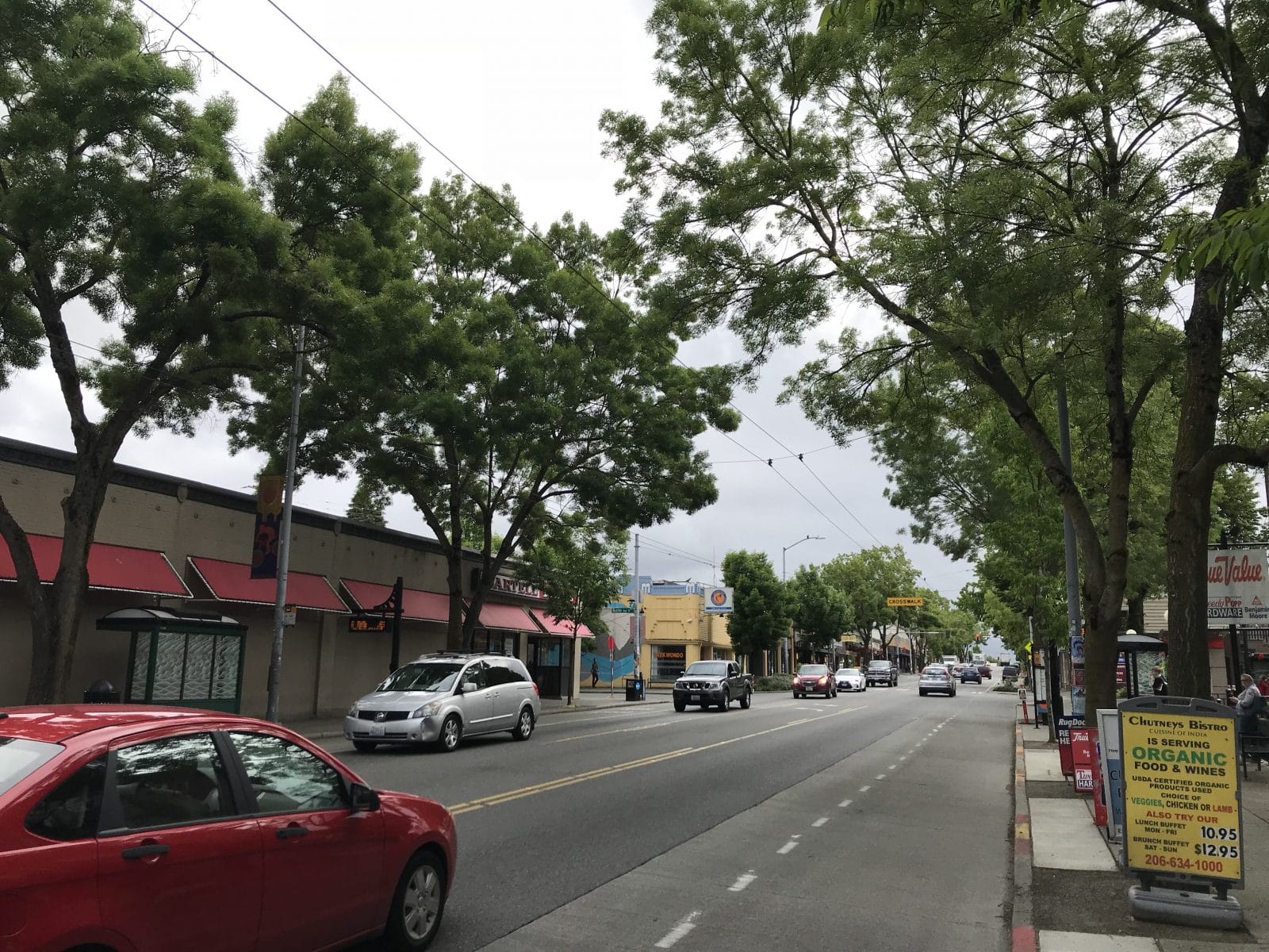 Seattle Considers Greater Tree Planting and Preservation Measures