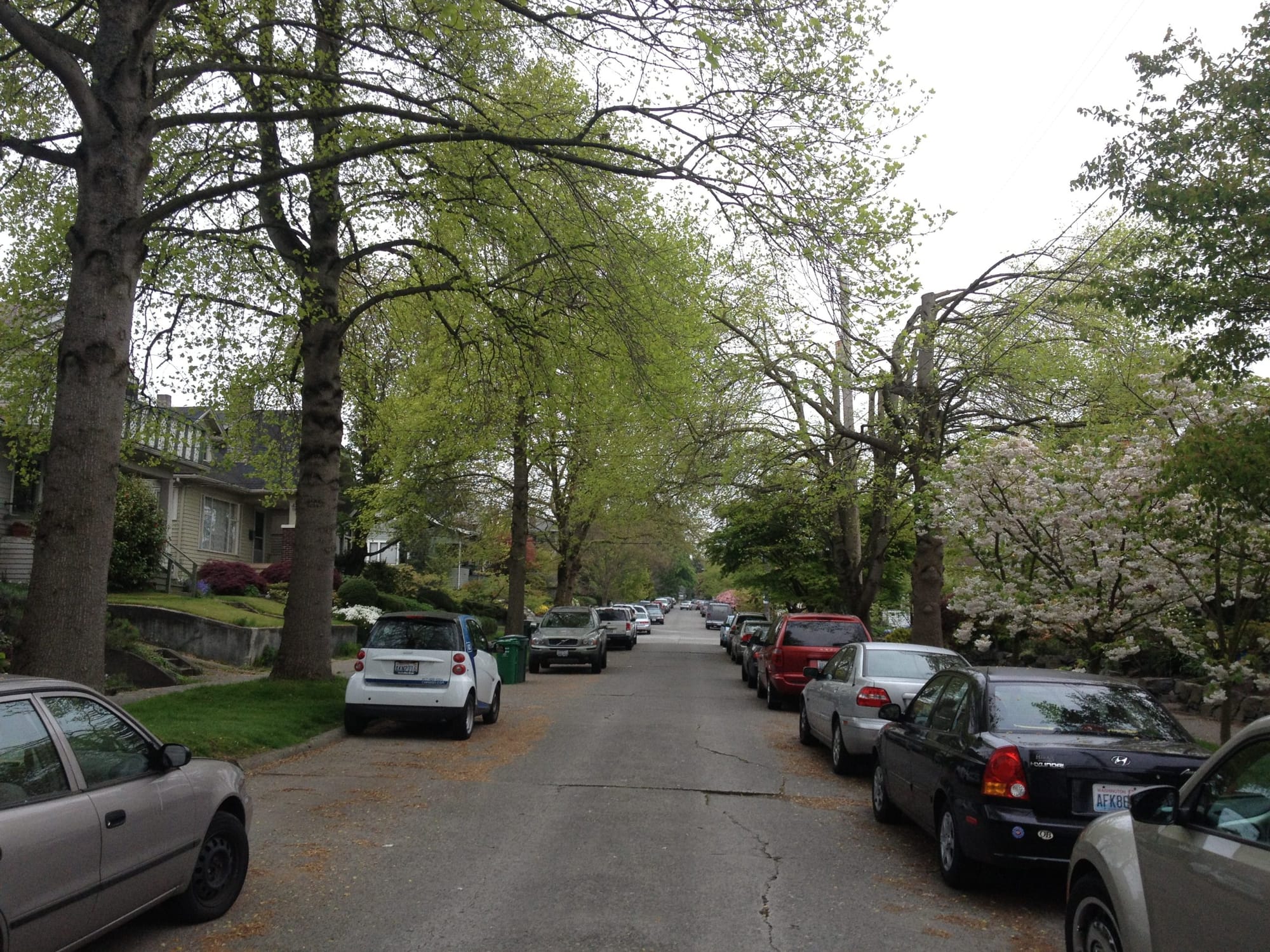 Council Appears Poised to Act on Tree Canopy Protections