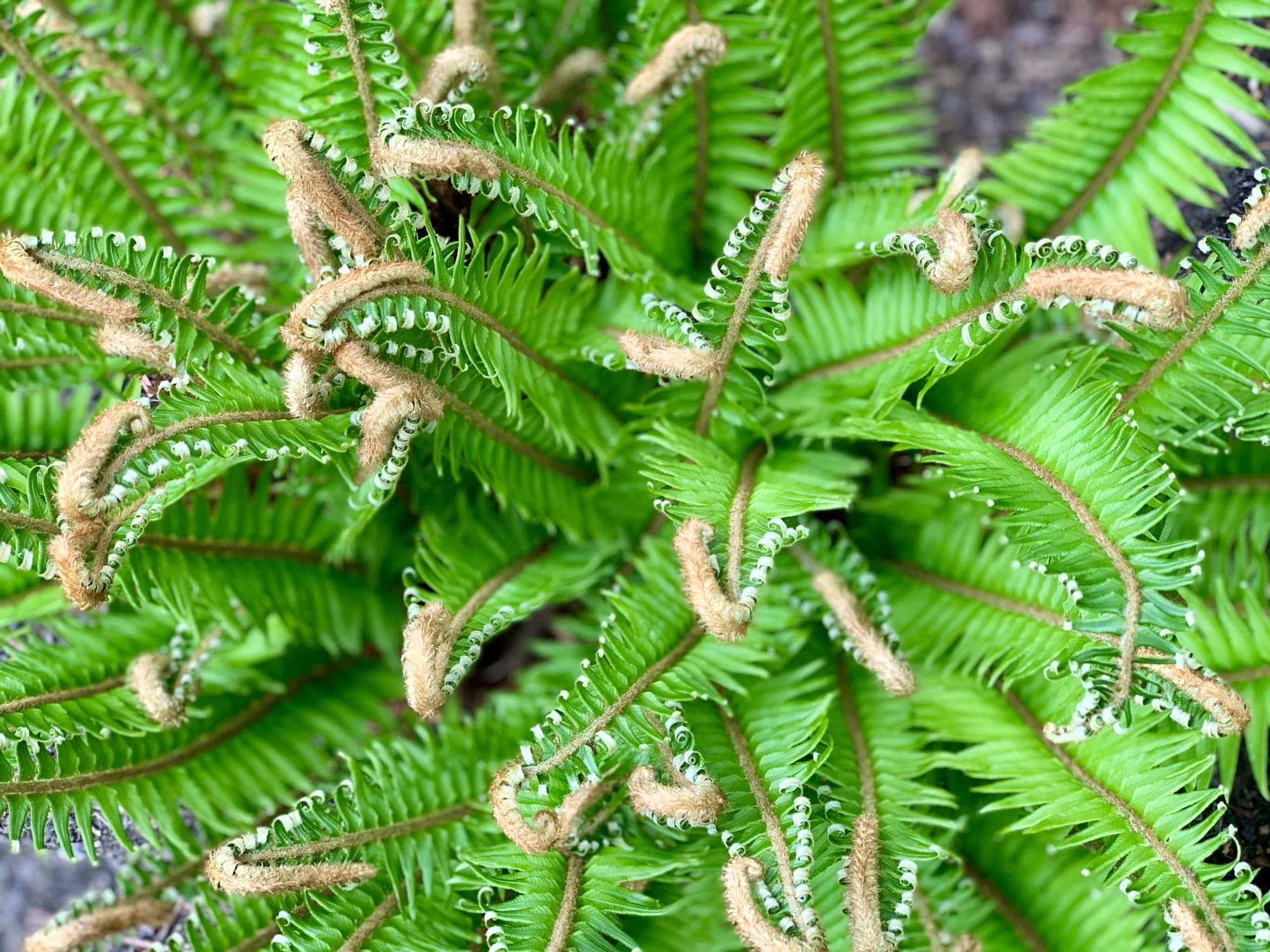 City Nature Challenge Kicks Off April 30