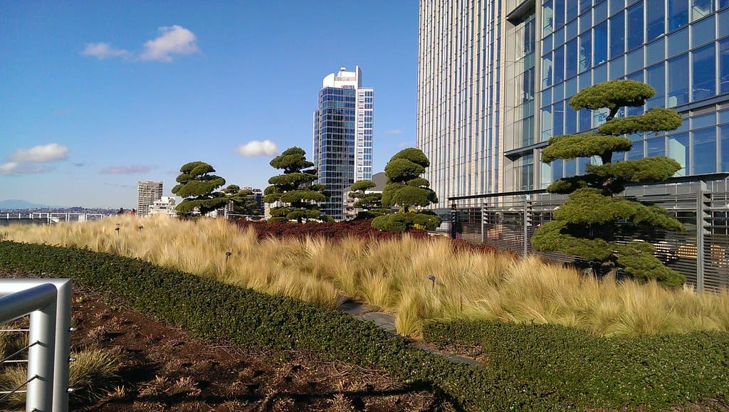 
                     A photo of a green roof with grasses and trees surrounded by tall tower buildings
                     