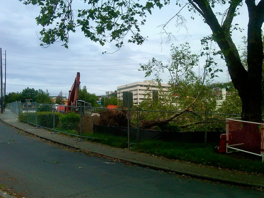 A felled tree behind a chainlink fence