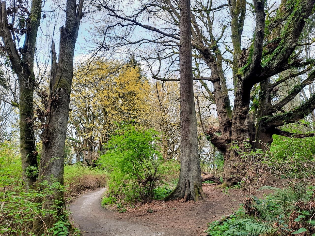 Upcoming Events: Discovery Park Walking Tour Saturday and Cowen Park Picnic Tuesday August 30th
