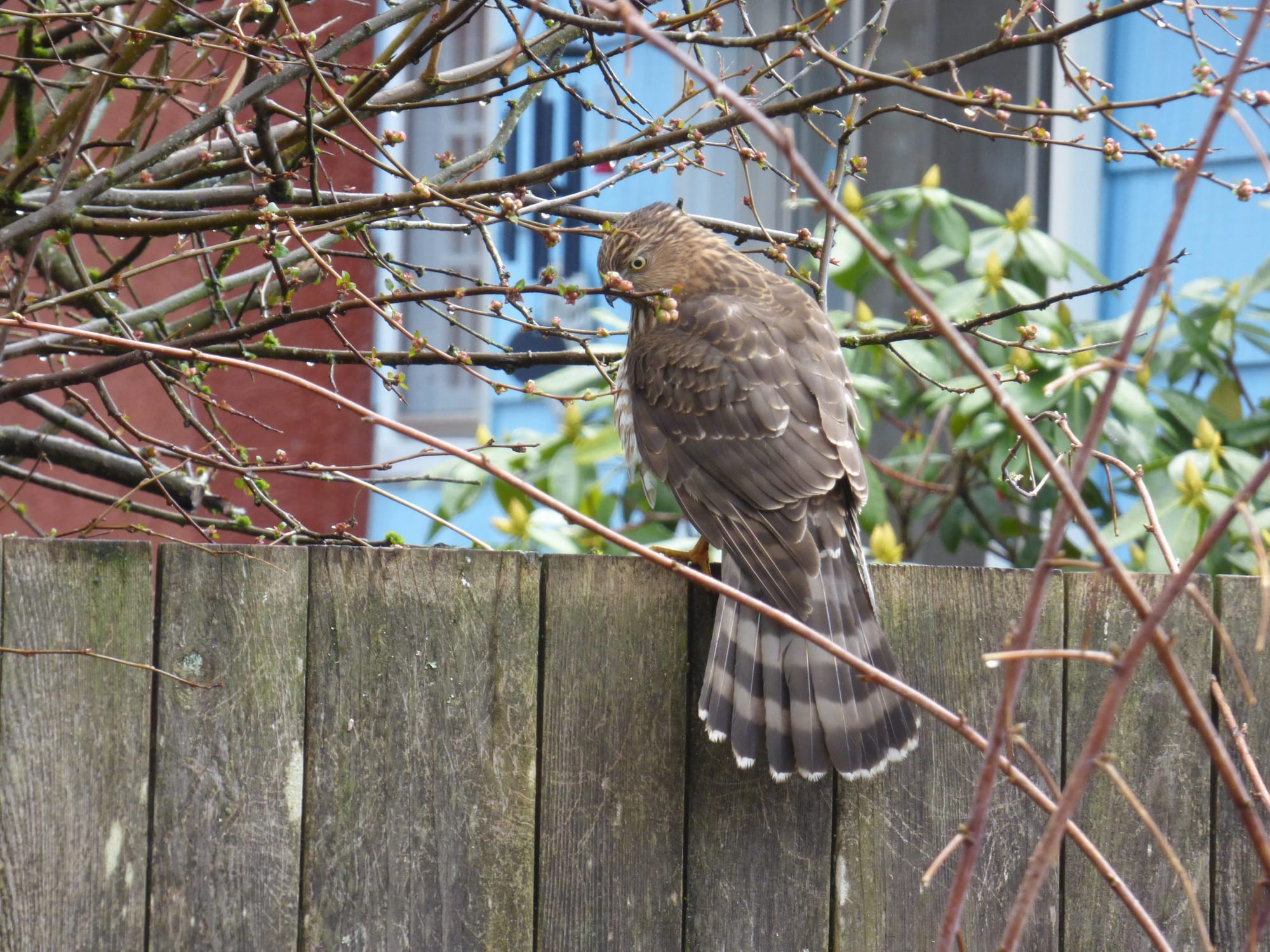 Housing Density Is a Win-Win For Wildlife and People