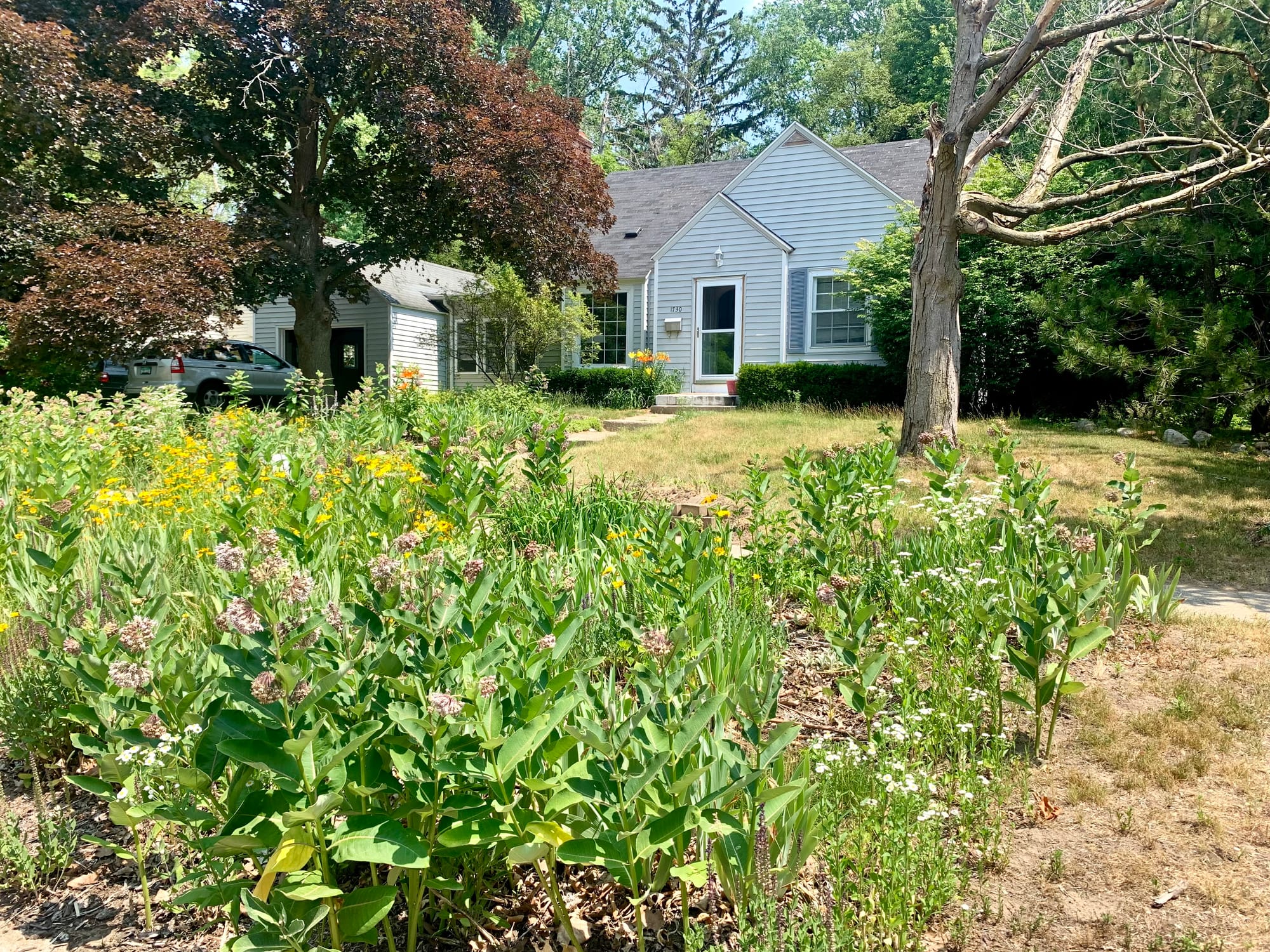 A yard with bird and bee friendly plants in lieu of grass in Grand Rapids, MI. (Photo by Natalie Bicknell Argerious)
