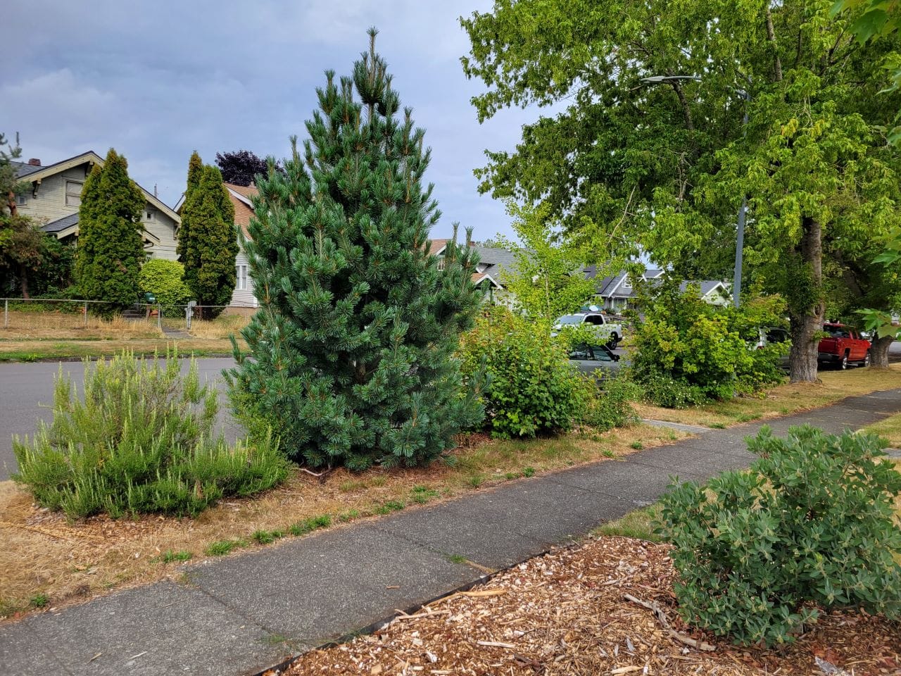 Op-Ed: Expanding Tree Canopy Is a Climate Solution and Livability Boost