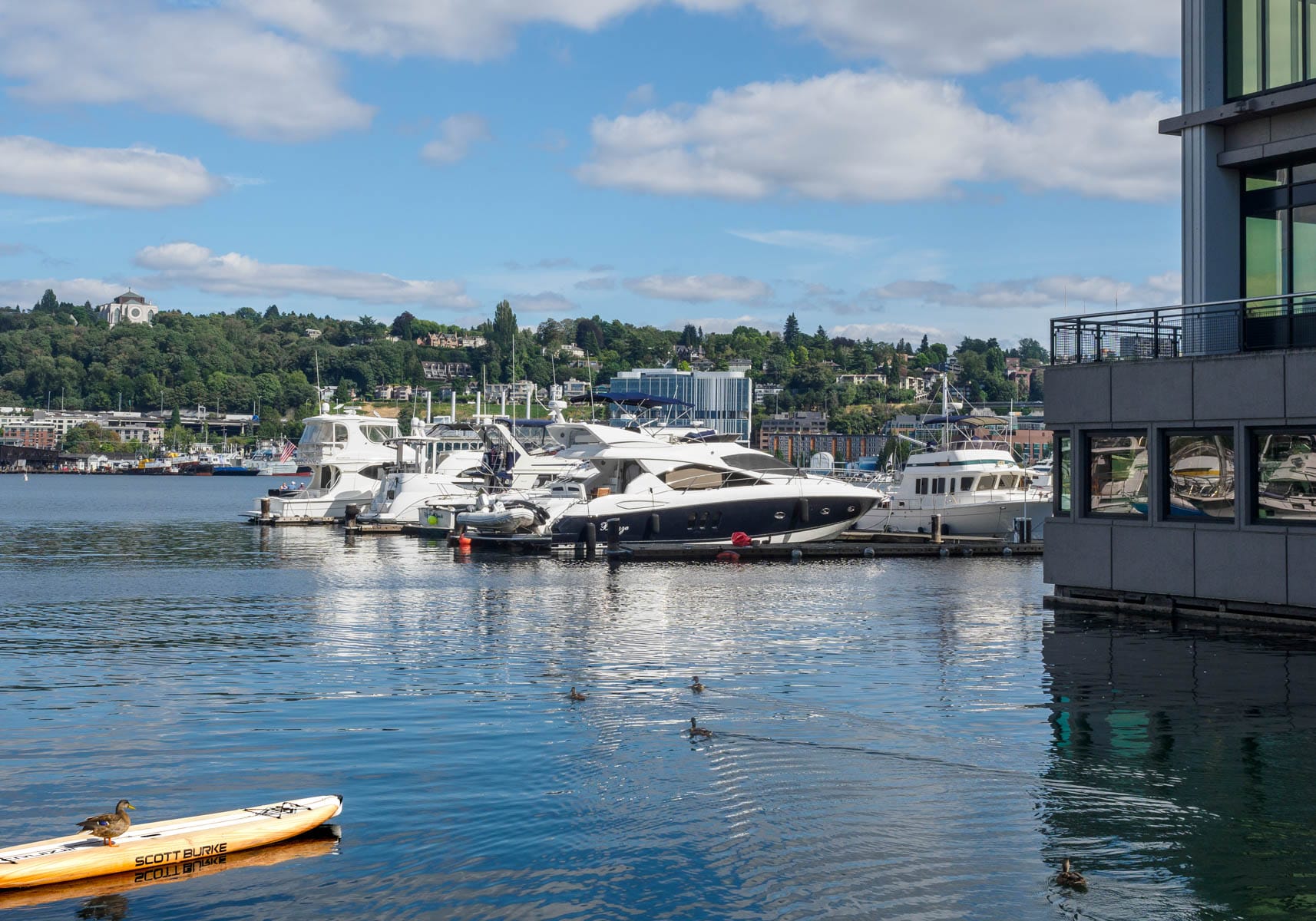 A duck on a paddle board with more in the water and a yacht filled marina in the background.
