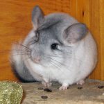 800px-Chinchilla-Soelvmarmorert
