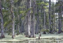 What We’re Reading: Swamping The Drain