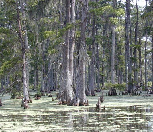 What We’re Reading: Swamping The Drain