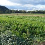 Puyallup valley farmland