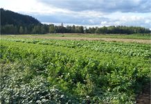 Agriculture Approaches A Crossroads In Pierce County