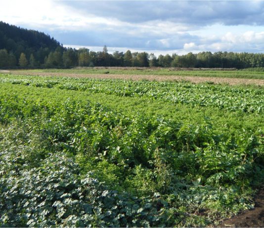 Agriculture Approaches A Crossroads In Pierce County