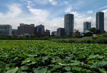 Exploring Tokyo Urbanism