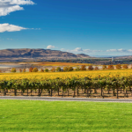 Benton City Vineyards