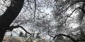 What We’re Reading: Kenmore Urbanism, Federal Regression, and Disputable Fugures