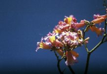 I’ll Still Do It Again, the Same Way