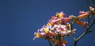 I’ll Still Do It Again, the Same Way