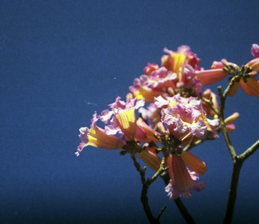 I’ll Still Do It Again, the Same Way