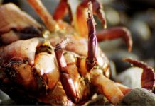 A Story About Zen Monks—Whoops I Mean Bus Drivers and Social Services Specialists