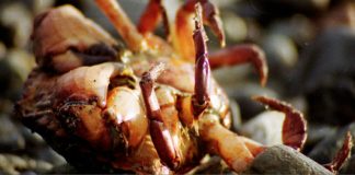 A Story About Zen Monks—Whoops I Mean Bus Drivers and Social Services Specialists