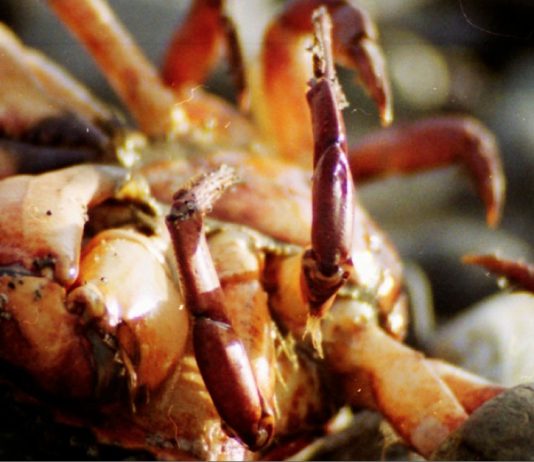 A Story About Zen Monks—Whoops I Mean Bus Drivers and Social Services Specialists