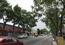 Seattle Considers Greater Tree Planting and Preservation Measures