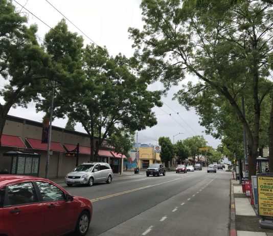 Seattle Considers Greater Tree Planting and Preservation Measures