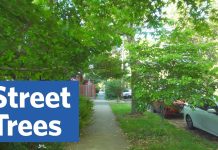 Sunday Video: An Ode to Street Trees