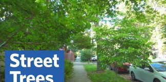 Sunday Video: An Ode to Street Trees