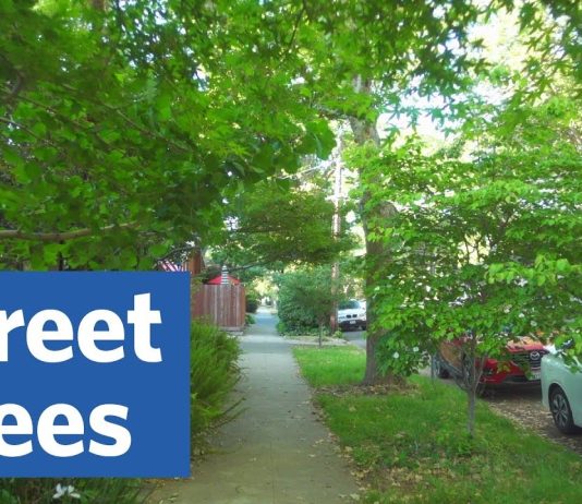 Sunday Video: An Ode to Street Trees