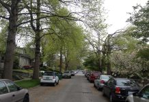 Council Appears Poised to Act on Tree Canopy Protections