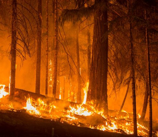 Our House Is on Fire: Shaun Scott is Bringing a Hose, Pedersen is Roasting Marshmallows A forest engulfed in flames.