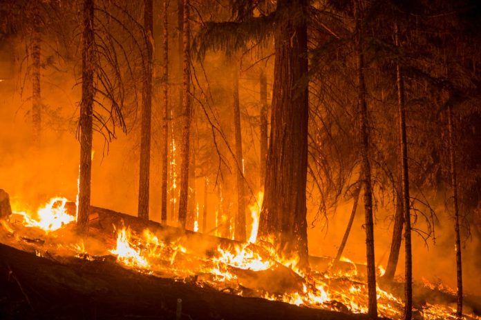 Forest Fire via Forest Service NW A forest engulfed in flames.