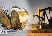 Sunday Video: Indicator Species of the West