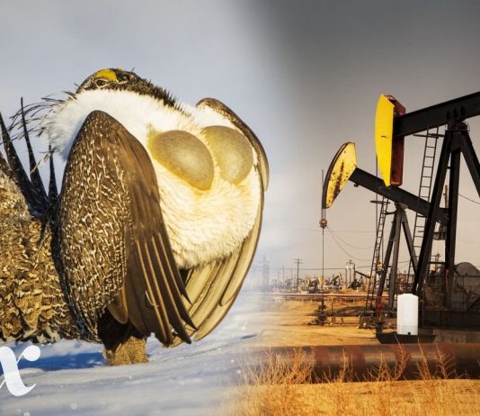 Sunday Video: Indicator Species of the West