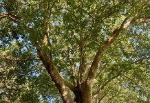 Working Toward a Greener Seattle