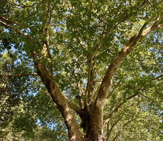 Working Toward a Greener Seattle