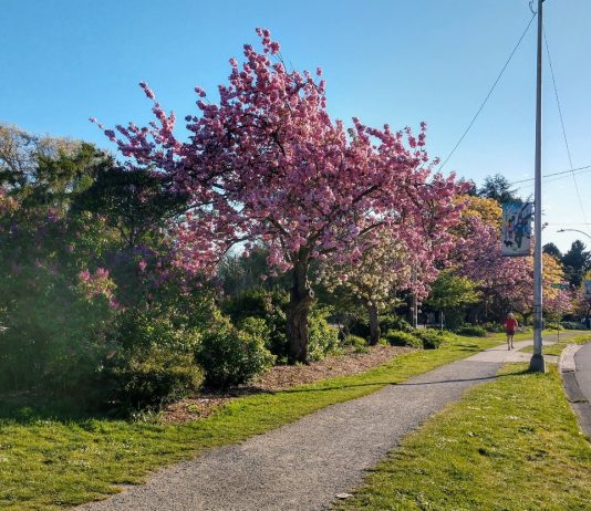 City Rolls Out Stay Healthy Streets in Three More Neighborhoods Paths at Green Lake Park connect with the Stay Healthy Street at West Green Lake Way. (Photo by Doug Trumm)