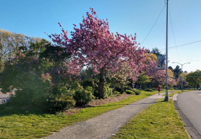 Paths at Green Lake Park connect with the Stay Healthy Street at West Green Lake Way. (Photo by Doug Trumm)