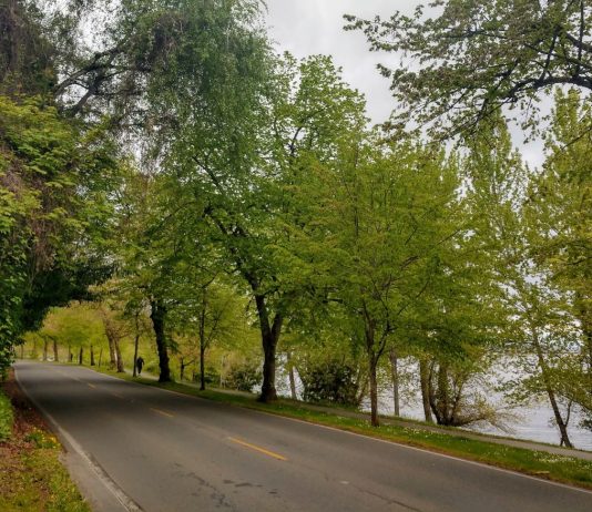 SDOT Announces Four More Miles of Open Streets Plus Lake Washington Boulevard Pilot