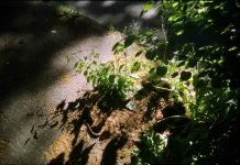 To Thrive, Meanwhile