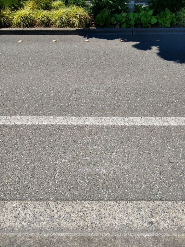 The markings we had made the previous evening had substantially faded in half a day’s time, but they were still visible enough in the field to use them for data collection. Each hash mark represents 6 inches from the center of the painted line. (Photo by Author)