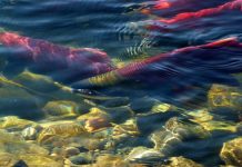 Rebecca Parson: Let’s Breach Lower Snake River Dams to Save Salmon Runs Sockeye salmon spawning in the Adams River. (Photo by Pixabay)