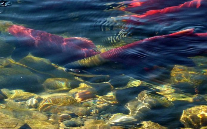 Sockeye salmon spawning in the Adams River. (Photo by Pixabay)