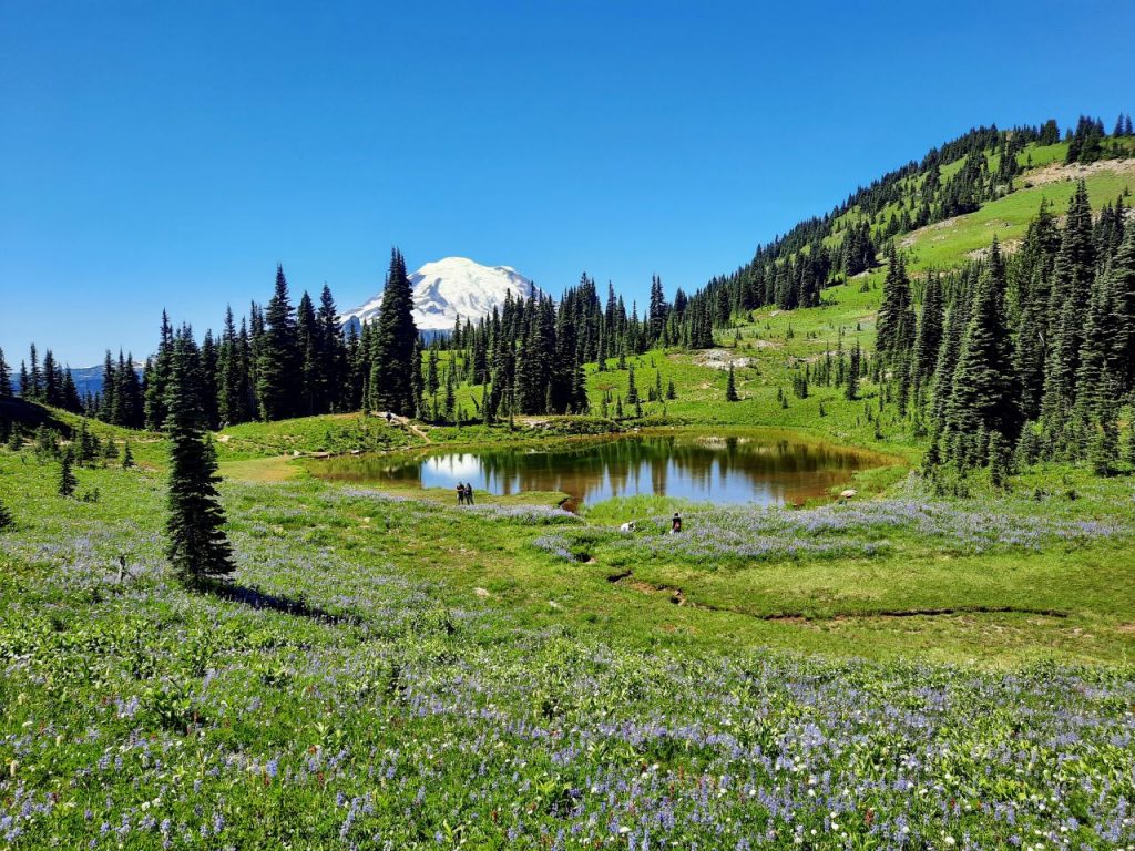 A field of light purple and red wildflowers with a pond and Mount Tahoma peaking above a row of trees in the background.